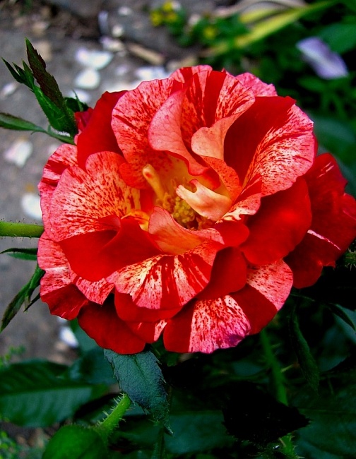 Роза кустарниковая Саммер Лодж 1 шт